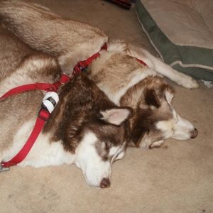 Meet your Posher, Cory